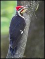 _3SB0012 pileated woodpecker